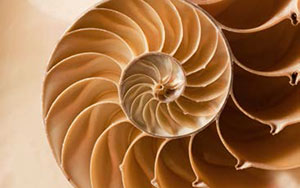 shellSpiral shellSpiral