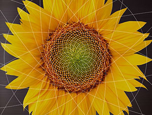 sunflower2